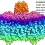 Rappresentazione 3D fotorealistica del complesso proteico C1ql3-BAI3. Un trimero centrale di C1ql3 (sfumature arancioni) lega tre molecole di BAI3 (ciano) nelle sue scanalature, con ioni calcio (sfere grigie) che mediano l'interazione. Macro lens, 80mm, high detail, precise focusing, controlled lighting, sfondo astratto a tema biologico.