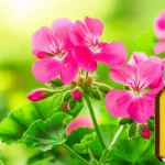 Immagine fotorealistica di vibranti fiori rosa di Pelargonium graveolens e foglie verdi lussureggianti, con una piccola bottiglia di vetro trasparente contenente il suo olio essenziale dorato posta accanto. Utilizzare un obiettivo macro, lunghezza focale 85mm, per un'elevata definizione e una messa a fuoco precisa sulla texture dell'olio e del fiore. Lo sfondo dovrebbe essere leggermente sfocato, suggerendo un ambiente naturale e soleggiato di un giardino. Illuminazione controllata per evidenziare la chiarezza dell'olio e la freschezza della pianta.