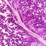 Macro lens shot, 90mm, di pattern vorticosi in una provetta contenente un campione di plasma sanguigno, alta definizione, messa a fuoco precisa, illuminazione controllata da laboratorio, che suggerisce un'analisi molecolare complessa legata agli sfingolipidi e all'invecchiamento.