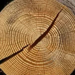 Immagine fotorealistica di travi in legno lamellare esposte a variazioni di umidità in un cantiere. Dettaglio macro su una sezione di trave che mostra gli anelli di crescita e potenziali micro-fessurazioni dovute allo stress da umidità. Obiettivo macro 100mm, illuminazione laterale per accentuare le texture e le imperfezioni del legno.