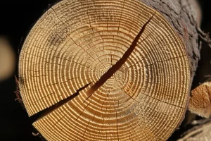 Immagine fotorealistica di travi in legno lamellare esposte a variazioni di umidità in un cantiere. Dettaglio macro su una sezione di trave che mostra gli anelli di crescita e potenziali micro-fessurazioni dovute allo stress da umidità. Obiettivo macro 100mm, illuminazione laterale per accentuare le texture e le imperfezioni del legno.