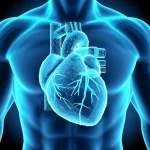 Primo piano fotorealistico di un cuore umano stilizzato con sovrapposta una rete luminosa blu che simboleggia la rete di sensori VITALS. Illuminazione controllata, dettaglio elevato, obiettivo macro 80mm, sfondo scuro e pulito.