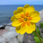 Scatto macro fotorealistico di un fiore giallo brillante di Primula palinuri che sboccia su uno sfondo sfocato di rocce costiere e mare. Obiettivo macro, lunghezza focale 90mm, alto dettaglio sui petali e sullo stame del fiore, illuminazione controllata che enfatizza la texture delicata, profondità di campo ridotta.