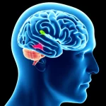 Visualizzazione 3D fotorealistica di un cervello umano con un aneurisma cerebrale chiaramente identificato e segmentato da un'intelligenza artificiale, evidenziato con un colore brillante. L'immagine dovrebbe trasmettere precisione tecnologica e speranza medica. Obiettivo macro 100mm, illuminazione da studio, alto dettaglio.