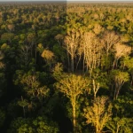 Immagine di una foresta pluviale lussureggiante con un'area visibilmente stressata dalla siccità, evidenziando il contrasto tra salute e declino. Fotografia paesaggistica con grandangolo 18mm, messa a fuoco nitida su tutta la scena, luce del tardo pomeriggio che crea lunghe ombre.