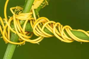 Primo piano di Cuscuta campestris, filamenti gialli che si avvolgono strettamente attorno allo stelo verde di una pianta ospite. Macro lens (100mm), alta definizione, illuminazione controllata che evidenzia gli austori (piccole protuberanze) che penetrano nello stelo ospite.