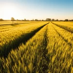 Un paesaggio agricolo etiope con campi di grano e orzo pronti per il raccolto sotto un cielo sereno, immagine grandangolare 18mm, messa a fuoco nitida, luce dorata del mattino, per trasmettere abbondanza e potenziale agricolo.