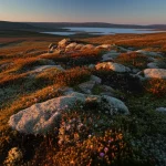 Fotografia paesaggistica di un vasto panorama della tundra artica durante la breve estate, illuminato dalla luce dorata del sole di mezzanotte. In primo piano, una varietà di piccole piante fiorite e arbusti bassi crescono tra rocce e muschi. Sullo sfondo, dolci colline ondulate si perdono all'orizzonte sotto un cielo limpido. Obiettivo grandangolare 15mm, messa a fuoco nitida, lunga esposizione per catturare la luce particolare.