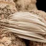 Macro photography, 100mm macro lens, of a cluster of raw, earthy vermiculite crystals transitioning into delicate, almost transparent single nanosheets, showcasing high detail and precise focusing. Controlled lighting to emphasize the layered structure and the thinness of the exfoliated sheets.