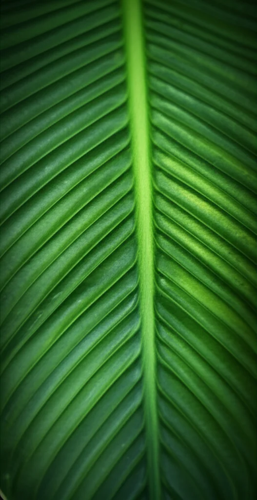 Close-up of a vibrant green plant leaf under subtle heat stress, macro lens, 100mm, high detail, precise focusing, controlled lighting.