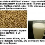 Composizione still life di alimenti rappresentativi dei diversi pattern di amminoacidi: in primo piano legumi (pattern misto) e riso integrale (pattern alanina), sullo sfondo pezzi di pane integrale (pattern aromatico) e un bicchiere di latte. Obiettivo macro 85mm, luce naturale laterale morbida, alta definizione, focus selettivo sui legumi.