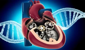 Illustrazione concettuale di un cuore umano stilizzato con all'interno ingranaggi complessi, uno dei quali è rotto o mancante, simboleggiando la disfunzione causata dalla variante genetica TNNI3. Sovrapposta una doppia elica di DNA luminosa. Stile fotorealistico con profondità di campo.