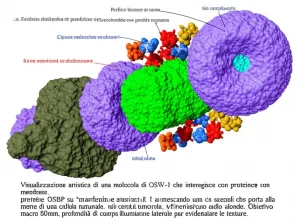 Visualizzazione artistica di una molecola di OSW-1 che interagisce con proteine OSBP su membrane cellulari, innescando una cascata di segnali che porta alla morte di una cellula tumorale, con il sistema immunitario attivato sullo sfondo. Obiettivo macro 80mm, profondità di campo, illuminazione laterale per evidenziare le texture.