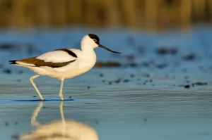 Un'Avocetta collorosso (Recurvirostra novaehollandiae) in primo piano mentre guada elegantemente in una zona umida poco profonda, telephoto zoom, 300mm, fast shutter speed, action or movement tracking, luce mattutina dorata che ne illumina il caratteristico collo rossiccio e il piumaggio bianco e nero, riflessi sull'acqua, sfondo leggermente sfocato per enfatizzare il soggetto.