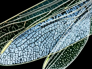 Immagine macro fotorealistica di un'ala di libellula che mostra la sua complessa struttura a rete, affiancata da una visualizzazione schematica di un elettrolita polimerico con una simile struttura a separazione di fase, illuminazione controllata, alta definizione, obiettivo macro 100mm, a simboleggiare l'innovazione nelle batterie al litio ad alta energia con anodi SiOx.