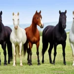 A group of five distinct Italian horse breeds standing in a scenic Italian landscape, wide-angle lens, 24mm, sharp focus.