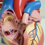 Un'immagine macro, focale 90mm, con illuminazione da studio precisa e alta definizione, che mostra un modello anatomico dettagliato di un cuore infantile con un condotto artificiale impiantato tra il ventricolo destro e l'arteria polmonare. Sfondo neutro per enfatizzare il dettaglio medico.