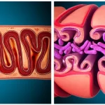 Immagine fotorealistica di un intestino sano con un vibrante microbioma intestinale, macro lens 80mm, alta definizione, illuminazione da studio che evidenzia la complessità della mucosa e la diversità batterica, a confronto con un intestino con deficienza di osteopontina che appare con muco ridotto e alterata diversità microbica.