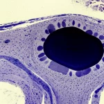 Fotografia macro ad altissima definizione di un disco intervertebrale di topo sezionato, illuminazione da studio controllata per evidenziare la struttura del nucleo polposo e dell'anulus fibroso. Un lato del disco mostra segni di degenerazione (colore più opaco, perdita di turgore) mentre l'altro appare sano. Obiettivo macro 100mm, focus preciso sulla zona di transizione, high detail.