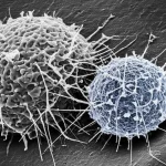 Immagine al microscopio elettronico a scansione di cellule T (linfociti) che interagiscono attivamente con una cellula infettata dal virus MPXV. Dettagli ultra-realistici delle membrane cellulari e delle interazioni sinaptiche immunologiche. Utilizzare un obiettivo macro da 100mm, illuminazione drammatica laterale per creare ombre profonde e forte contrasto, stile 'film noir' con toni di grigio scuro e un accenno di blu elettrico per evidenziare il virus o le strutture virali. Profondità di campo estremamente ridotta per focalizzare l'attenzione sull'interazione chiave tra una cellula T e la cellula bersaglio.