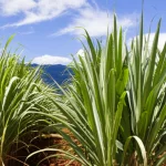 Telephoto zoom, 200mm, un campo di canna da zucchero per panela in Colombia, con alcune piante che mostrano segni di stress idrico sotto un sole intenso. In lontananza, si intravedono le montagne. L'immagine cattura l'azione del vento sulle foglie, con una leggera sfocatura di movimento, fast shutter speed.