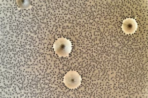Immagine macro fotorealistica di un fungo endofitico del genere Aspergillus, con le sue ife e spore nerastre, che cresce su un mezzo di coltura in una piastra Petri, obiettivo macro 100mm, illuminazione laterale controllata per esaltare la texture tridimensionale della colonia fungina, alta definizione dei dettagli.