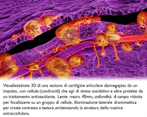 Visualizzazione 3D di una sezione di cartilagine articolare danneggiata da un impatto, con cellule (condrociti) che mostrano segni di stress ossidativo e altre protette da un trattamento antiossidante. Lente macro 90mm, profondità di campo ridotta per focalizzare su un gruppo di cellule, illuminazione laterale drammatica per creare contrasto e texture, evidenziando la struttura della matrice extracellulare.