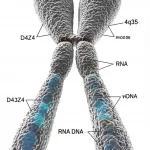 Immagine fotorealistica del cromosoma umano 4, con un focus sulla regione subtelomerica 4q35. Evidenziare la struttura ripetitiva del macrosatellite D4Z4 e molecole di RNA associate vicino a un'area che simboleggia il danno al DNA. Obiettivo macro 90mm, illuminazione drammatica, alto dettaglio, messa a fuoco precisa.