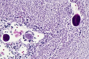 Microscopic view of rat brain tissue, macro lens, 105mm, high detail, precise focusing, showing hippocampal neurons and glial cells.