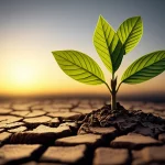 Un'immagine concettuale potente: una giovane piantina verde che spunta tenacemente da un terreno arido e crepato, simboleggiante la resilienza dell'istruzione in tempi di crisi. Sullo sfondo, un cielo nuvoloso ma con un raggio di sole che illumina la piantina. Macro lens, 105mm, high detail, precise focusing, controlled lighting, effetto drammatico.