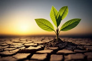 Un'immagine concettuale potente: una giovane piantina verde che spunta tenacemente da un terreno arido e crepato, simboleggiante la resilienza dell'istruzione in tempi di crisi. Sullo sfondo, un cielo nuvoloso ma con un raggio di sole che illumina la piantina. Macro lens, 105mm, high detail, precise focusing, controlled lighting, effetto drammatico.