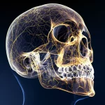 Immagine concettuale fotorealistica della morfogenesi ossea del cranio, con un'onda di attività cellulare visibile come un fronte luminoso che si propaga sulla superficie di un osso embrionale traslucido, evidenziando il gradiente di crescita dal centro (più denso e formato) verso la periferia (più rarefatto e in formazione). Illuminazione drammatica laterale che crea ombre e mette in risalto la tridimensionalità, obiettivo macro 100mm, dettagli elevati delle fibre di collagene emergenti, colori duotone freddi (blu/viola) per l'osso e caldi (giallo/arancio) per l'onda di attività.