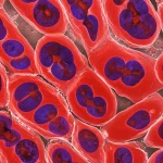 Microscopic view of kidney tubular cells under high glucose conditions, showing cellular stress and inflammation. Macro lens, 105mm, high detail, precise focusing.