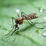 Zanzara Anopheles funestus, vettore della malaria, in primo piano su una foglia verde scuro, con goccioline d'acqua che riflettono la luce. Obiettivo macro 90mm, alta definizione, illuminazione laterale per creare ombre e profondità, mettendo in risalto la texture dell'insetto e l'ambiente naturale.