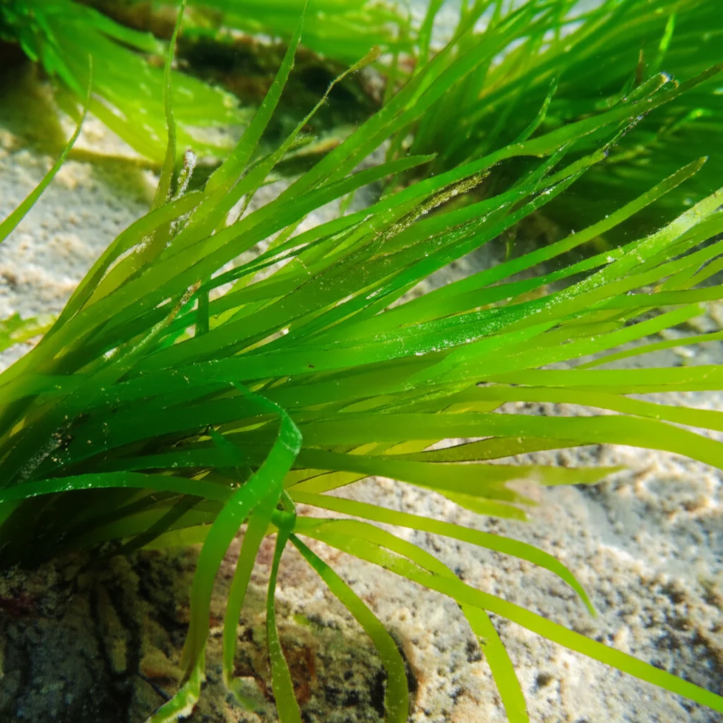 Scatto macro di vibranti pale di alghe verdi sott'acqua, lenti macro da 60 mm, dettagli elevati, messa a fuoco precisa, filtro della luce solare attraverso l'acqua creando motivi di luce scredita sul fondo sabbioso. Alcune piccole particelle di sedimento sono visibili sulle foglie.