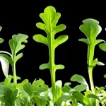Macro photography of Arabidopsis thaliana plants, showing phenotypic differences like leaf shape and size, representing the study of heterozygous deletions and their effects.