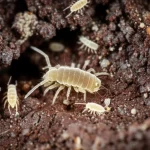 Close-up macro shot of various soil mesofauna like Collembola and Acari on a rich soil background, 90mm Macro lens, high detail, precise focusing, with soft, controlled lighting to highlight the diversity of tiny creatures.