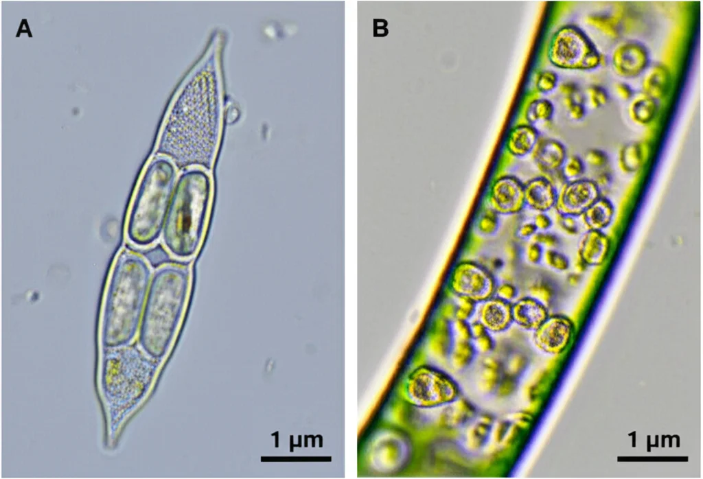 A macro lens 105mm photograph with precise focusing and controlled lighting, showing a close-up of two contrasting phytoplankton functional groups side-by-side, one characteristic of mixed, low-nitrogen conditions and the other thriving in stable, eutrophic environments.