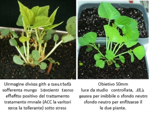 Immagine divisa a metà: a sinistra una piantina di fagiolo mungo sofferente, con foglie gialle e crescita stentata a causa dello stress da cadmio; a destra una piantina della stessa età, ma verde, rigogliosa e più grande, che rappresenta l'effetto positivo del trattamento ormonale (ACC per la varietà sensibile o inibitori per la tollerante) sotto stress. Obiettivo 50mm, luce da studio controllata, sfondo neutro per enfatizzare il contrasto tra le due piante.