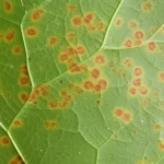 Fotografia macro ad alta definizione di foglie di fagiolo comune (Phaseolus vulgaris), una sana di colore verde brillante e una gravemente infetta dalla ruggine (Uromyces appendiculatus) con numerose pustole polverulente di colore arancione-marrone. Lente macro 100mm, illuminazione laterale controllata per esaltare la texture tridimensionale delle pustole fungine e il contrasto con la foglia, messa a fuoco selettiva sulle lesioni.