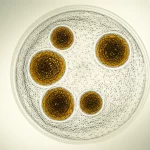 Immagine macro ad alta definizione di blastocisti umane in una piastra di coltura in laboratorio di PMA, 100mm Macro lens, illuminazione precisa, focus selettivo su una blastocisti di buona qualità che mostra chiaramente la massa cellulare interna e il trofoectoderma, contesto scientifico avanzato.