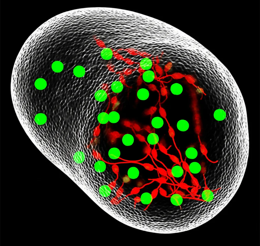 Visualizzazione 3D artistica di una cellula di Trypanosoma brucei sotto stress da carenza di nutrienti, con granuli da stress (stress granules) evidenziati in fluorescenza verde brillante, dove la proteina TbCDA-like (magari in rosso) si sta rilococalizzando. Lo sfondo è scuro per far risaltare la fluorescenza, con un effetto 'profondità di campo' per mettere a fuoco i granuli. Obiettivo macro 105mm, illuminazione controllata.