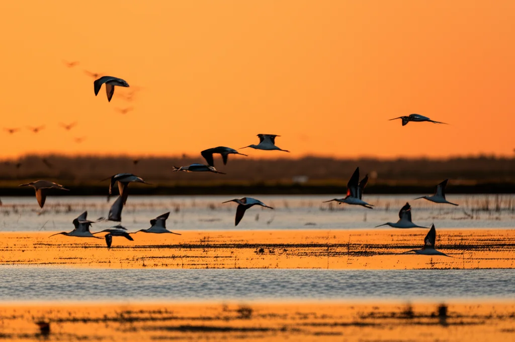 Un gruppo di Avocette collorosso in volo sincronizzato sopra una vasta zona umida australiana al tramonto, telephoto zoom, 300mm, fast shutter speed, action tracking, i colori caldi del cielo si riflettono sull'acqua sottostante, mettendo in risalto le silhouette eleganti degli uccelli.