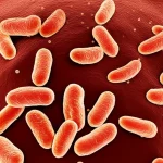 Immagine al microscopio elettronico a scansione (SEM) di batteri Staphylococcus aureus di forma sferica (cocchi) raggruppati a grappolo. Colori scientifici migliorati per la visualizzazione, ad esempio duotone blu e oro. Obiettivo macro simulato, alta definizione, per evidenziare la struttura tridimensionale dei batteri.
