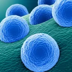 Immagine concettuale al microscopio elettronico di vescicole extracellulari (sEVs) di colore blu brillante che interagiscono con cellule della polpa dentale di colore verde, con un focus sulla rigenerazione tissutale. Lente macro, alta definizione, illuminazione drammatica per evidenziare le strutture nanoscopiche, duotone blu e verde.