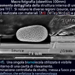 Macro fotografia (obiettivo 100mm) estremamente dettagliata della struttura interna di un chip biosensore TFET. Si notano le diverse regioni (source, canale, drain) realizzate con materiali TMD (WTe2/MoS2) e gli elettrodi metallici (Pt/Hf). Una singola biomolecola stilizzata è visibile all'interno di una cavità di rilevamento. Illuminazione controllata da studio, messa a fuoco precisa, alta definizione, che enfatizza la nanotecnologia.