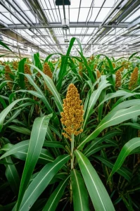 Photorealistic image of a greenhouse filled with vibrant, tall sorghum plants, landscape wide angle 24mm, sharp focus, controlled lighting.