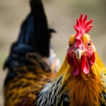 A photorealistic portrait of a healthy chicken looking directly at the camera, 35mm portrait, depth of field