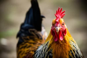 A photorealistic portrait of a healthy chicken looking directly at the camera, 35mm portrait, depth of field