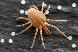 Macro fotografia ad alta definizione di un acaro predatore Blattisocius mali che si avvicina a un gruppo di uova lucide dell'acaro Tyrophagus putrescentiae su un substrato scuro e organico. Illuminazione controllata per evidenziare le texture. Obiettivo macro 100mm, messa a fuoco precisa.